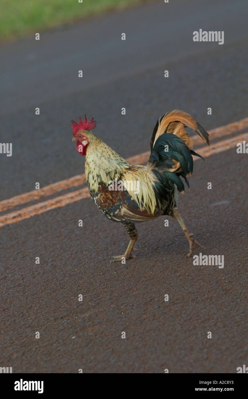 Image: Descubre el Juego de Azar en Línea de Chicken Road en España